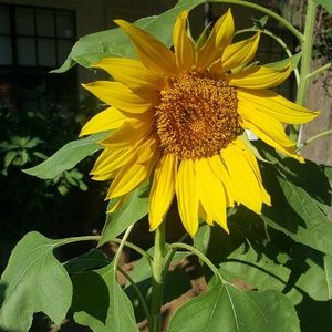 Meet your Posher, Juanita